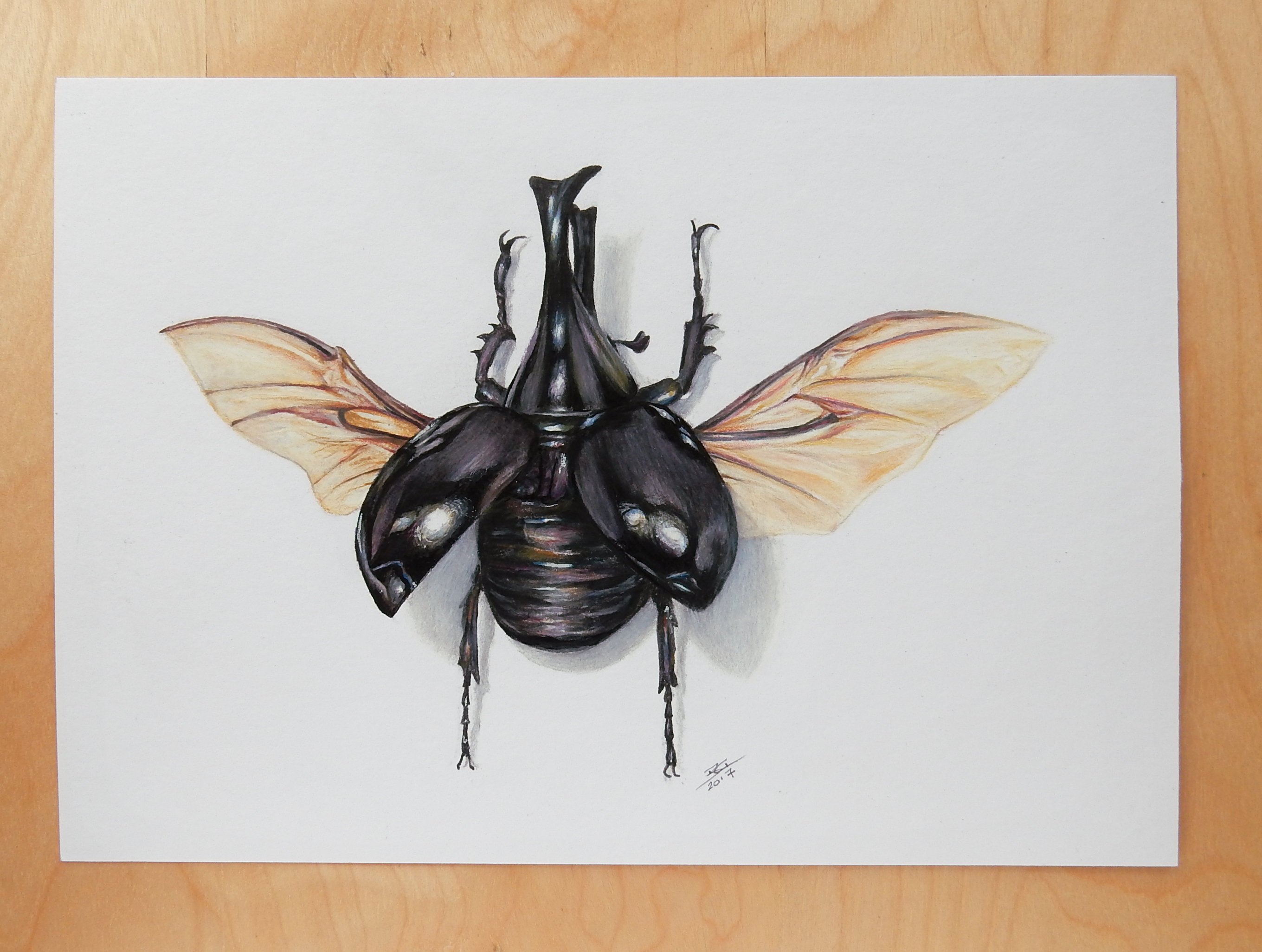 2720x2052 rhinoceros beetle art original realistic insect drawing etsy - Rhinoceros Beetle Drawing