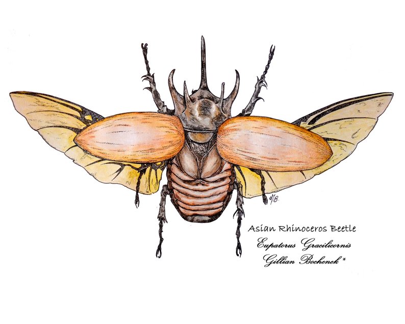 794x635 rhinoceros beetle drawingeupatorus gracilicornis etsy - Rhinoceros Beetle Drawing