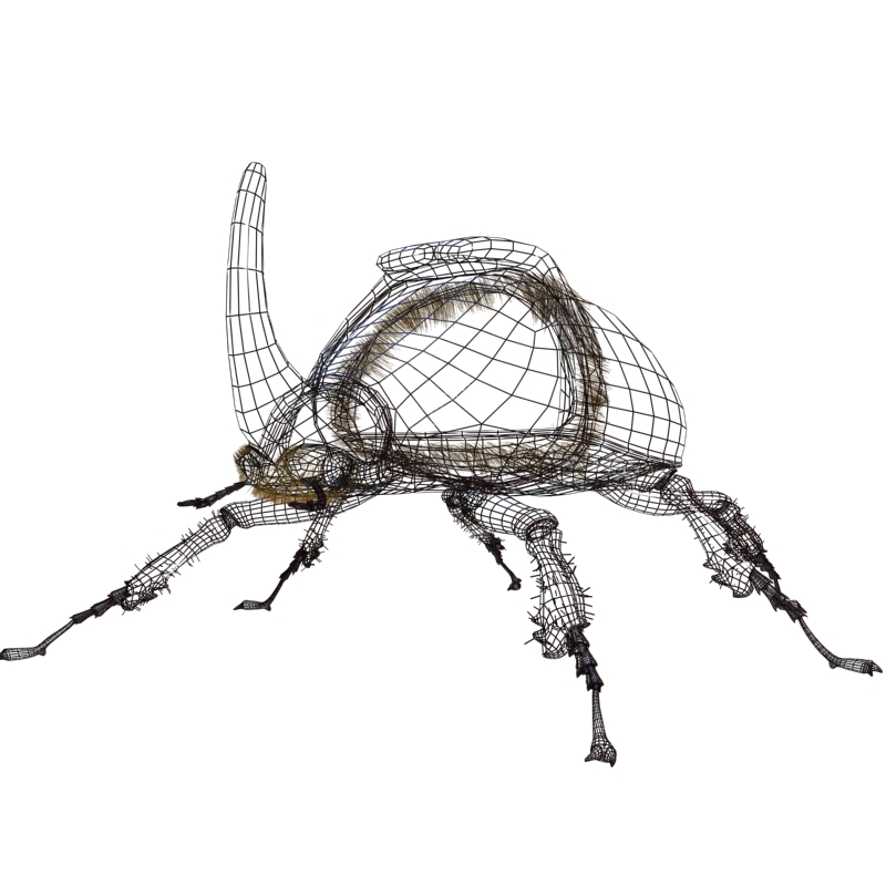 800x800 rhinoceros beetle rigged model - Rhinoceros Beetle Drawing