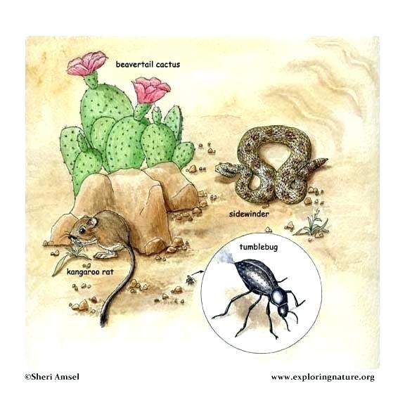 576x576 Coloring Desert - Rhinoceros Beetle Drawing