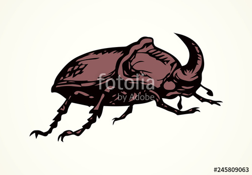 500x346 rhinoceros beetle vector drawing stock image and royalty free - Rhinoceros Beetle Drawing