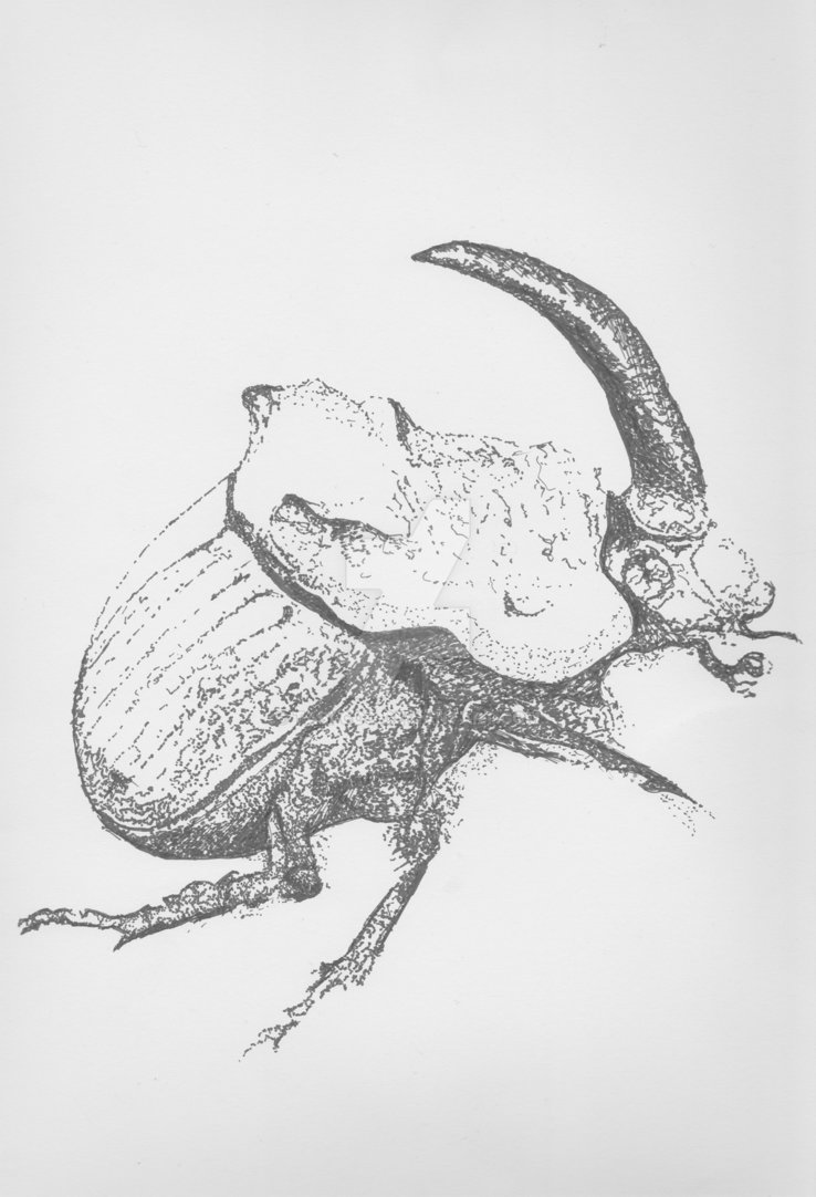 738x1082 rhinoceros beetle - Rhinoceros Beetle Drawing