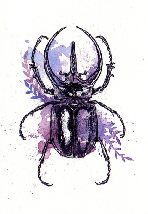 500x721 drawn beetles rhinoceros beetle - Rhinoceros Beetle Drawing