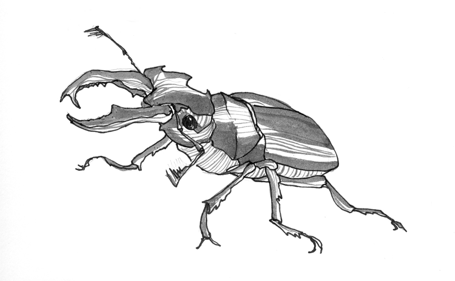 900x555 drawn beetles rhinoceros beetle - Rhinoceros Beetle Drawing