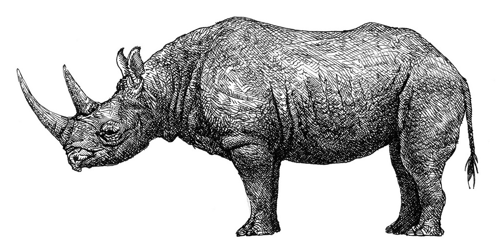 first rhinoceros drawing