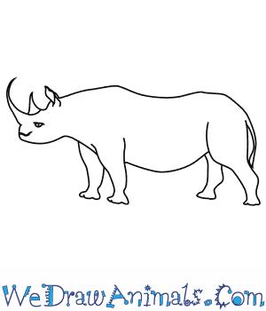 300x350 how to draw a black rhinoceros - Rhinoceros Drawing