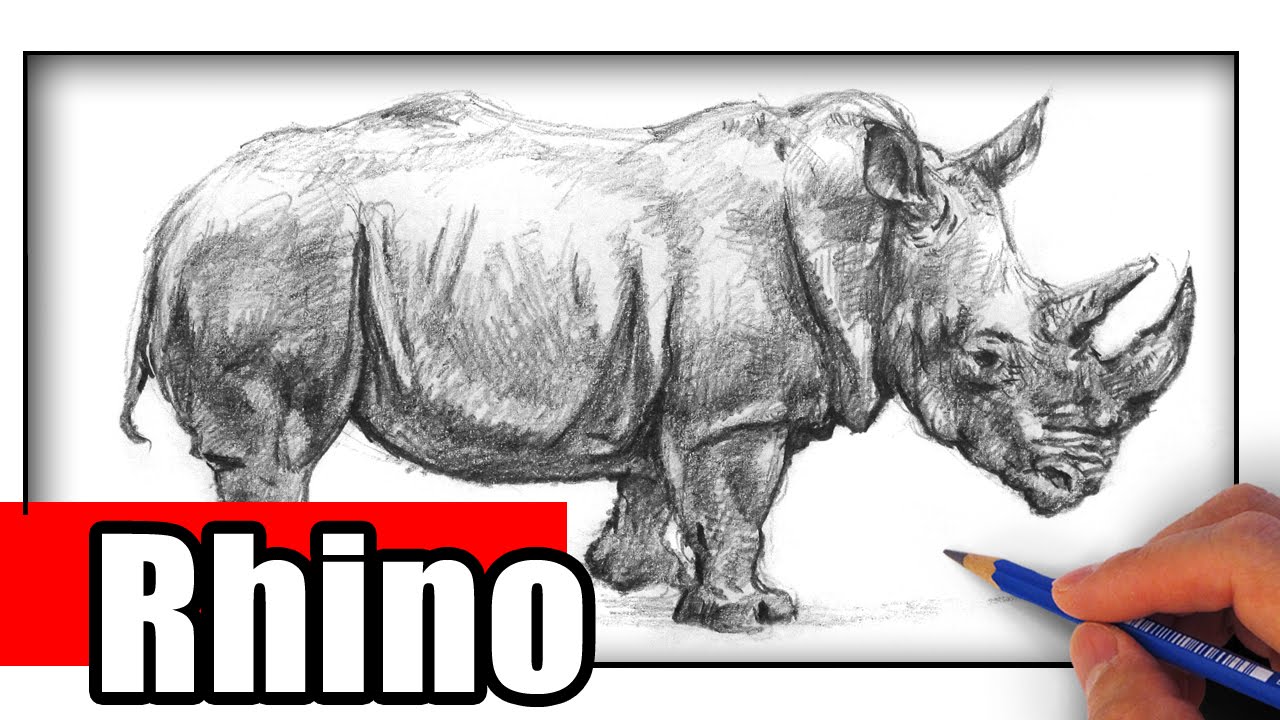 1280x720 How To Draw A Rhino - Rhinoceros Drawing