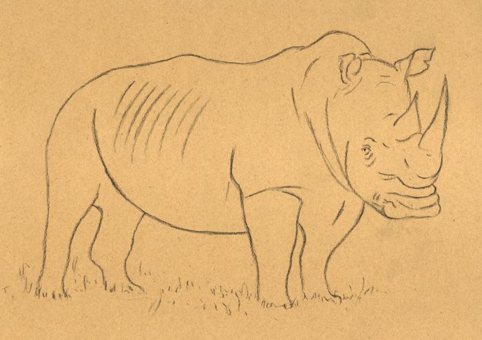 700x494 How To Draw A Rhino - Rhinoceros Drawing
