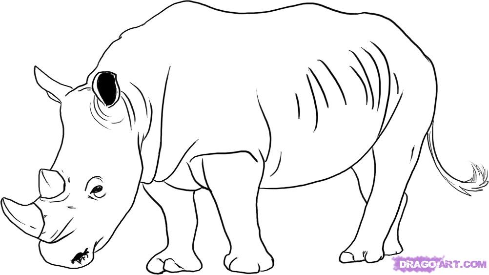 1002x563 how to draw a rhinoceros, step - Rhinoceros Drawing