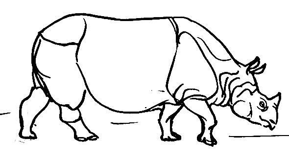 590x329 how to draw a rhinoceros - Rhinoceros Drawing