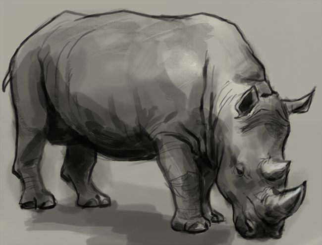 650x495 how to draw rhino or rhinoceros learn to draw rhino step - Rhinoceros Drawing