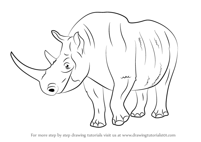 800x565 learn how to draw a woolly rhinoceros - Rhinoceros Drawing