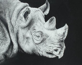 340x270 Rhino Drawing Etsy - Rhinoceros Drawing