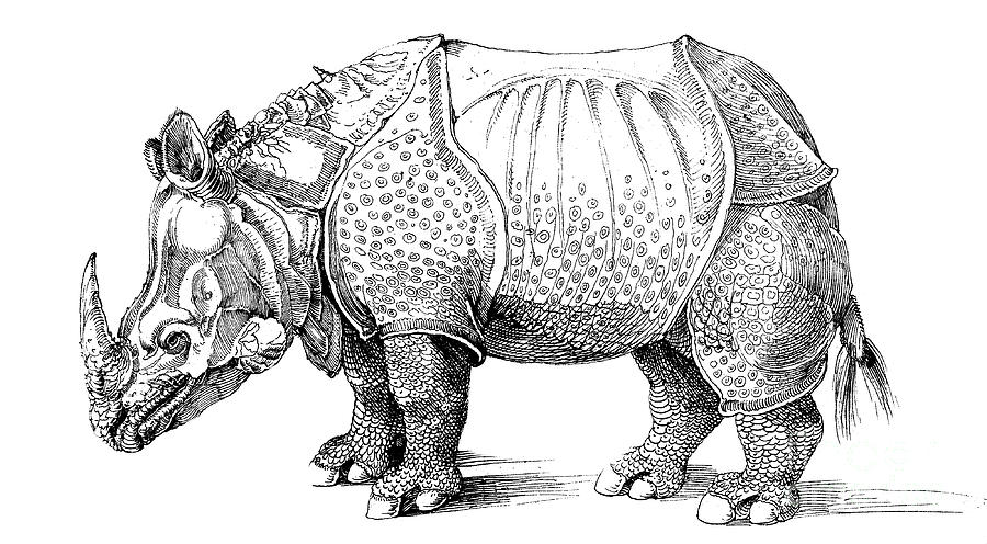 900x496 rhinoceros drawing - Rhinoceros Drawing