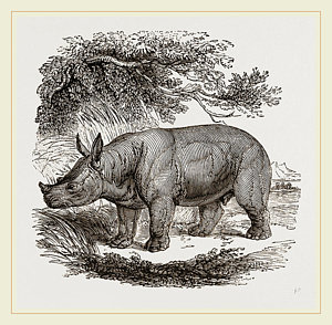 300x294 rhinoceros drawings fine art america - Rhinoceros Drawing
