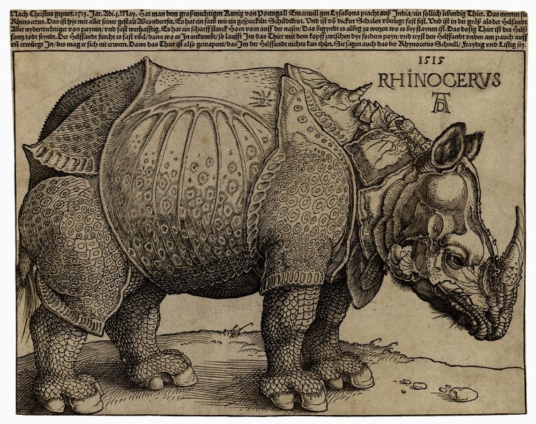 768x607 the rhinoceros a vision in the forest nature works on paper - Rhinoceros Drawing