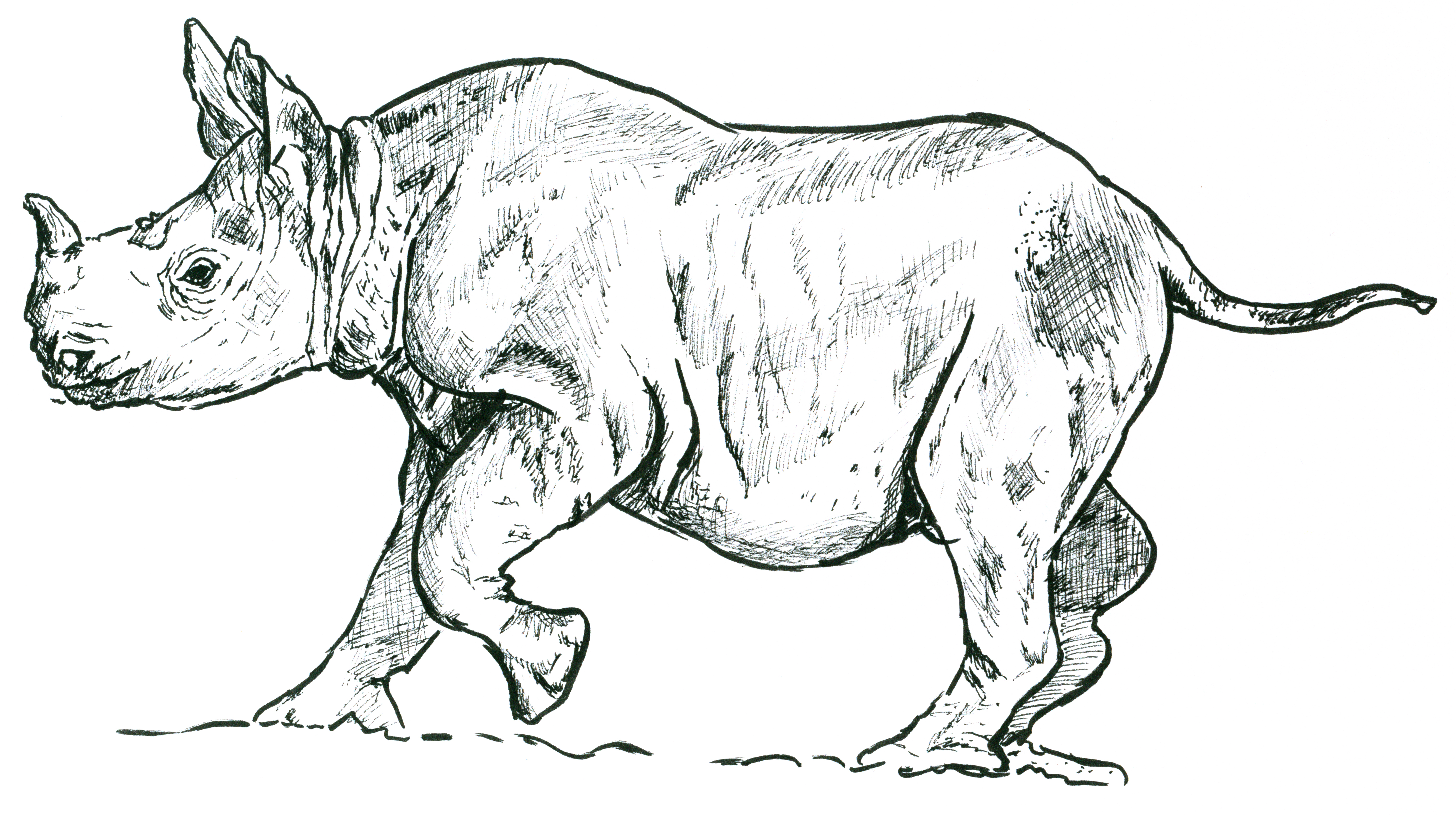 Суматранский носорог рисунок