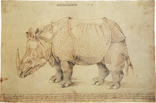 220x146 rhinoceros - Rhinoceros Drawing