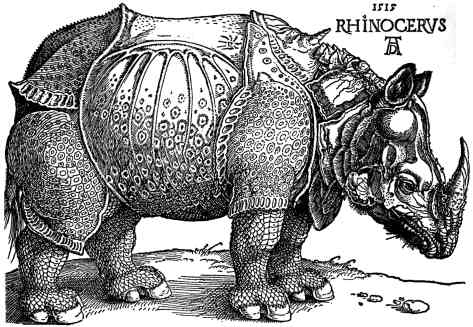 473x327 Rhinocerus - Rhinoceros Drawing