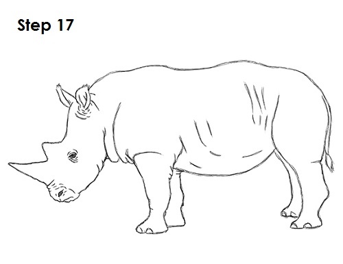 500x386 how to draw a rhinoceros - Rhinoceros Line Drawing