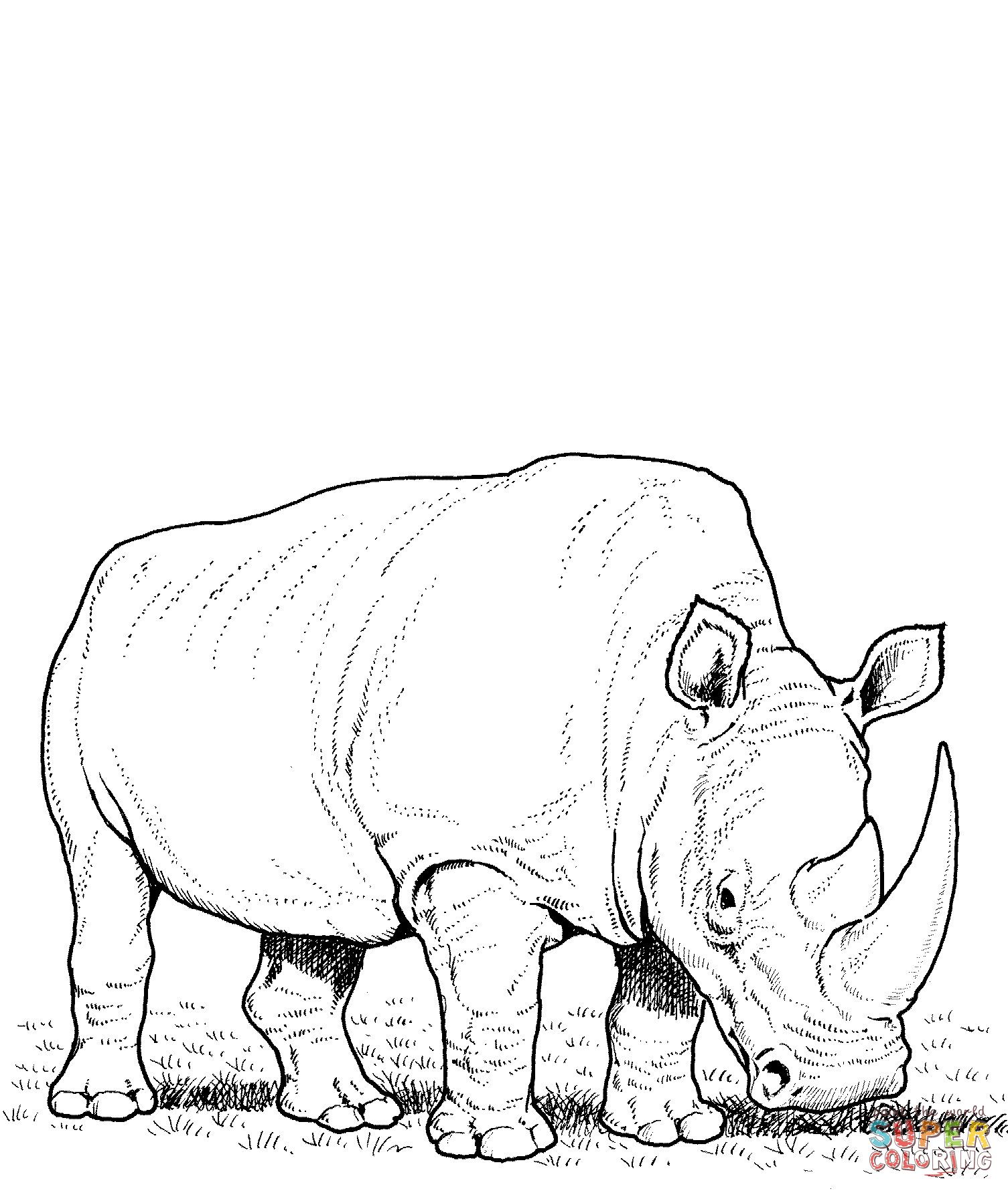 1505x1778 Realistic Line Drawings - Rhinoceros Line Drawing