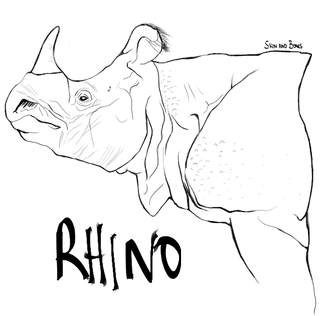 666x629 Rhino Skin And Bones - Rhinoceros Line Drawing