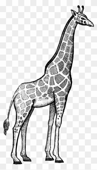 320x561 giraffe rhinoceros okapi lion - Rhinoceros Line Drawing