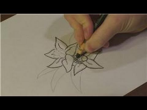 480x360 nature drawings how to draw west virginia's state flower - Rhododendron Flower Drawing