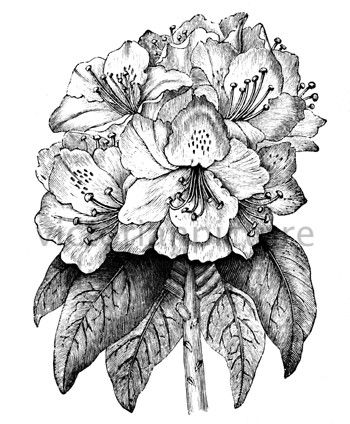 350x424 Plants And Flowers Flowers - Rhododendron Flower Drawing