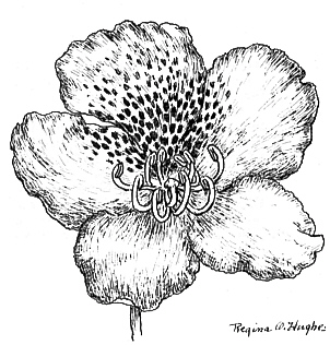 302x316 Qbars - Rhododendron Flower Drawing