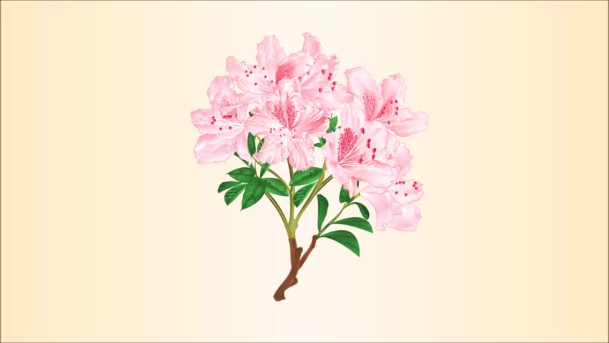 852x480 rhododendron drawing stock video footage - Rhododendron Flower Drawing