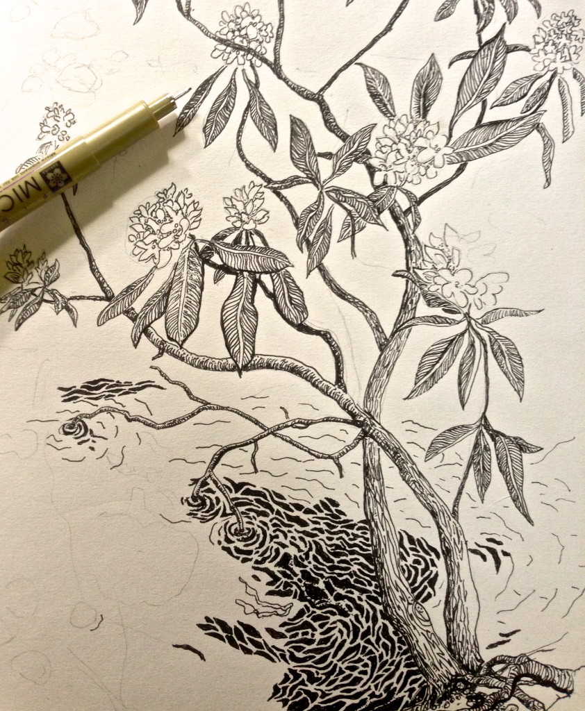 842x1024 Rhododendron Flowering - Rhododendron Flower Drawing