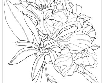 340x270 Rhododendron Drawing Etsy - Rhododendron Flower Drawing