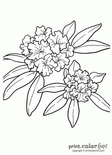 363x500 Rhododendron Flower Tattoo Ideas - Rhododendron Flower Drawing