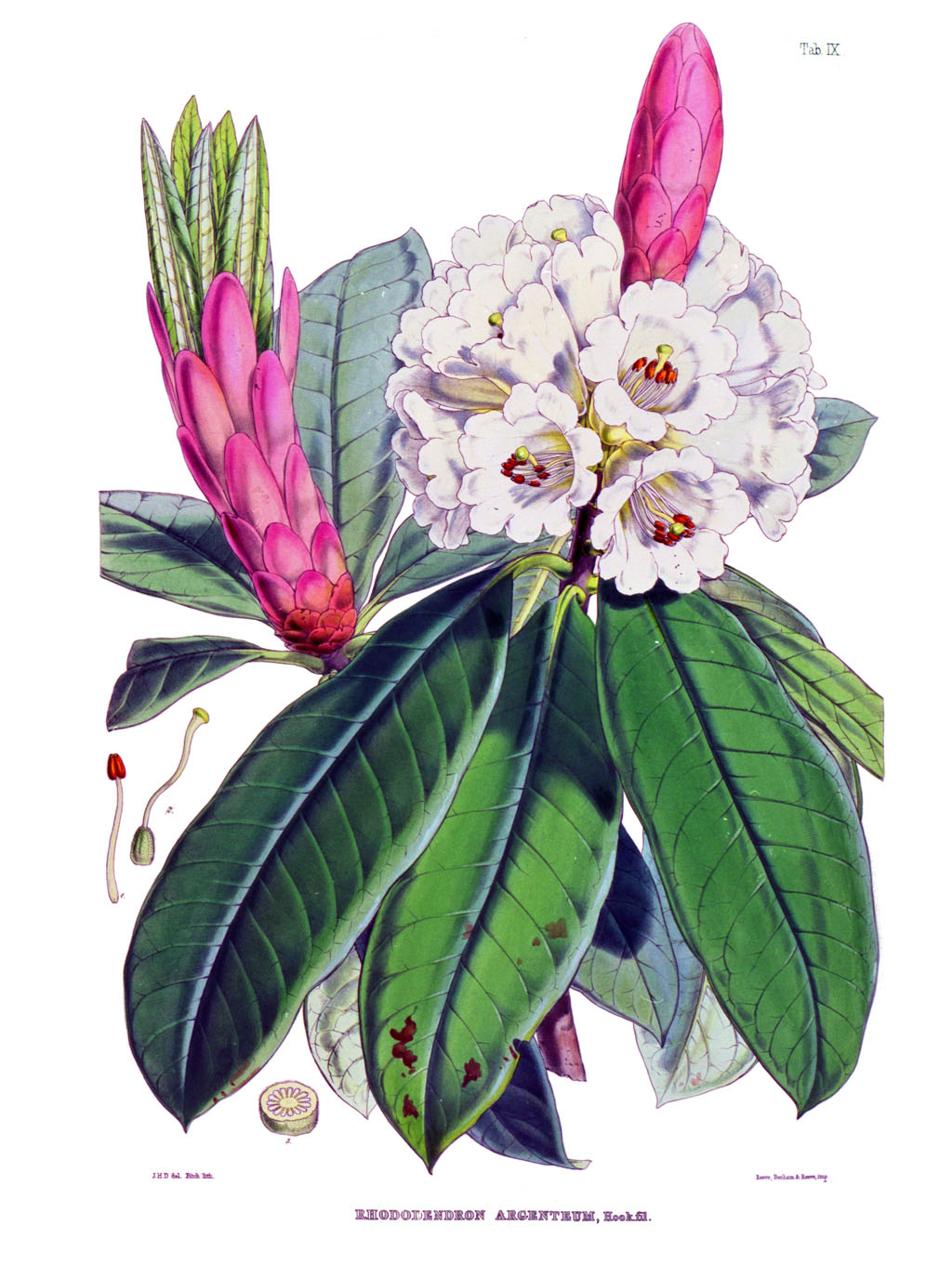 Rhododendron Flower Drawing at Explore collection