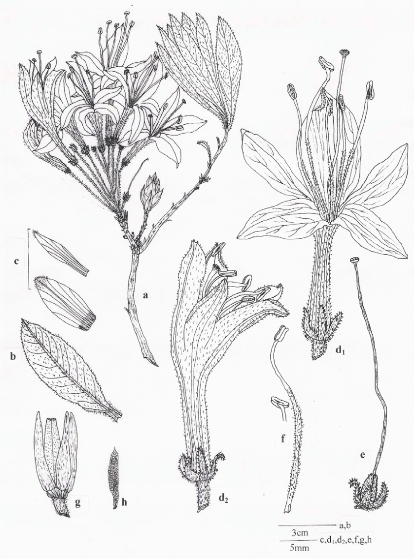 850x1147 Rhododendron Luteum A Plant B Leaves C Bracts D Flower - Rhododendron Flower Drawing