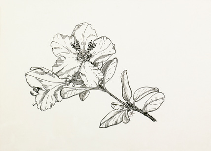 428x307 Rhododendron Moupinense - Rhododendron Flower Drawing