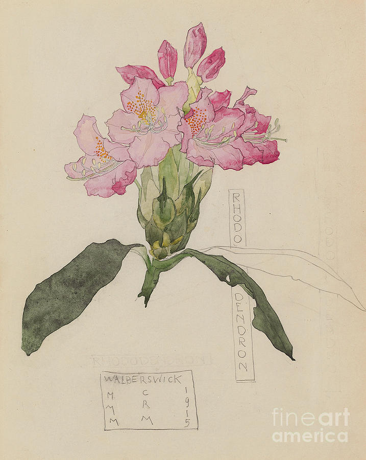 717x900 Study Of A Rhododendron, Drawing - Rhododendron Flower Drawing