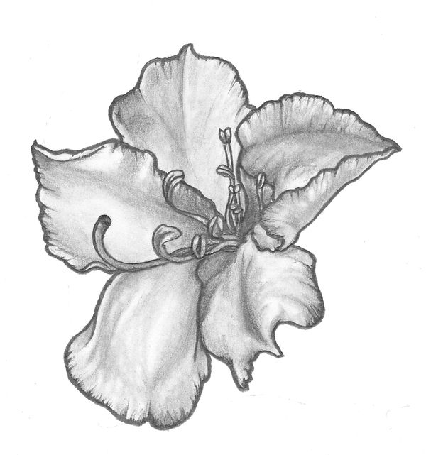 600x641 The Rhododendron Washington's State Flower I Would Love This As - Rhododendron Flower Drawing