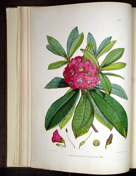 462x600 the rhododendrons of sikkim himalaya being an account, botanical - Rhododendron Flower Drawing