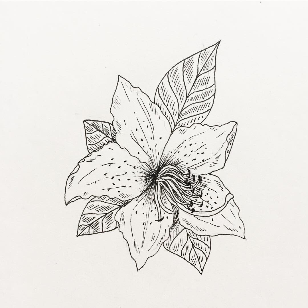 Rhododendron Flower Drawing at Explore collection