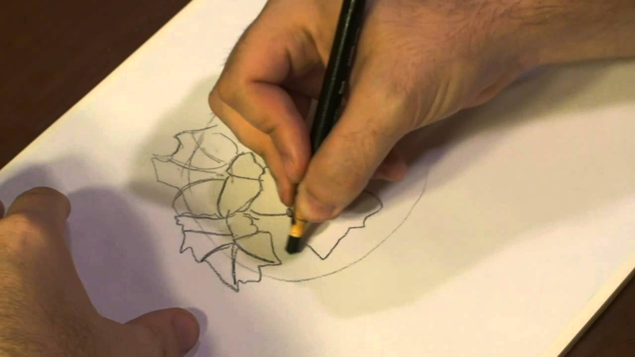 1280x720 How To Draw Rhododendrons - Rhododendron Flower Drawing