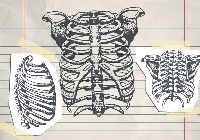 700x490 Hand Drawn Ribcage - Rib Cage Drawing