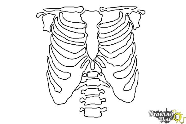 600x400 How To Draw A Rib Cage - Rib Cage Drawing