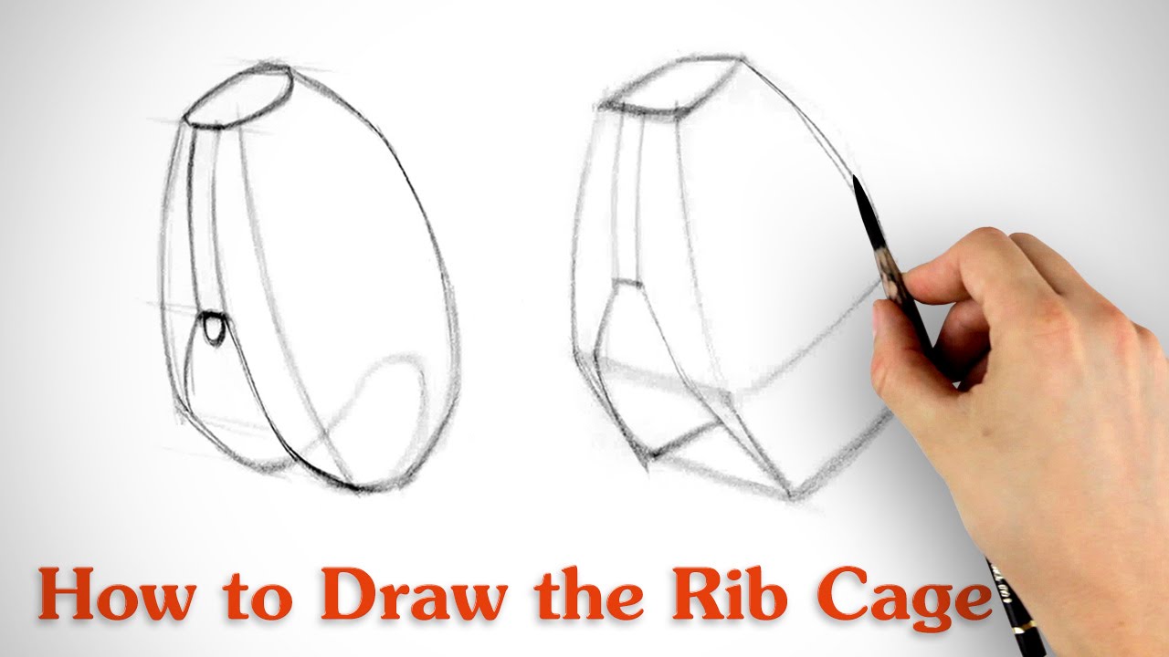 1280x720 How To Draw The Rib Cage - Rib Cage Drawing