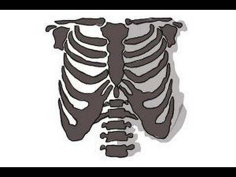 480x360 How To Draw A Rib Cage - Rib Cage Drawing