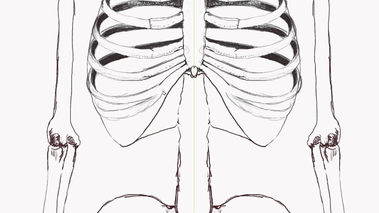 1280x720 Human Anatomy How To Draw The Rib Cage - Rib Cage Drawing