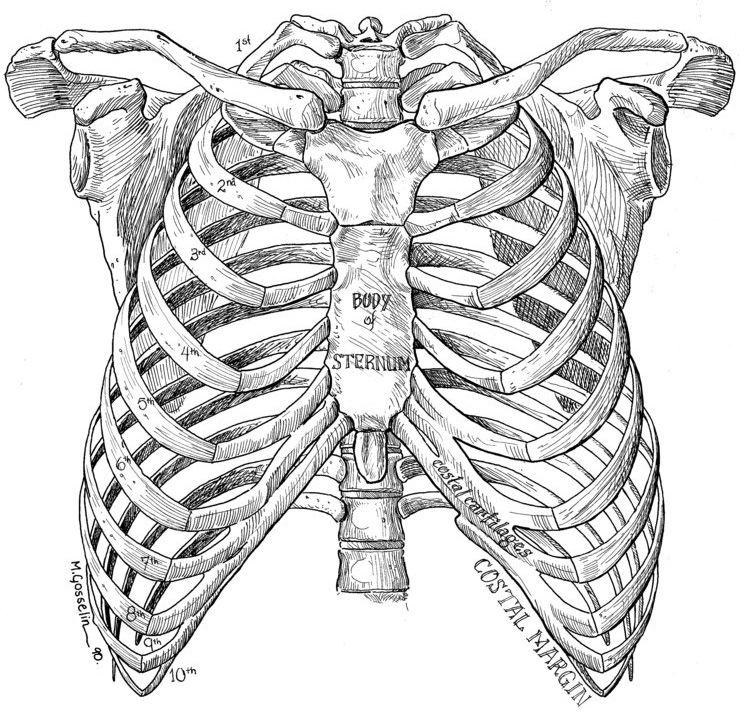 744x714 anatomy anatomy art, skeleton drawings, anatomy - Rib Cage Drawing
