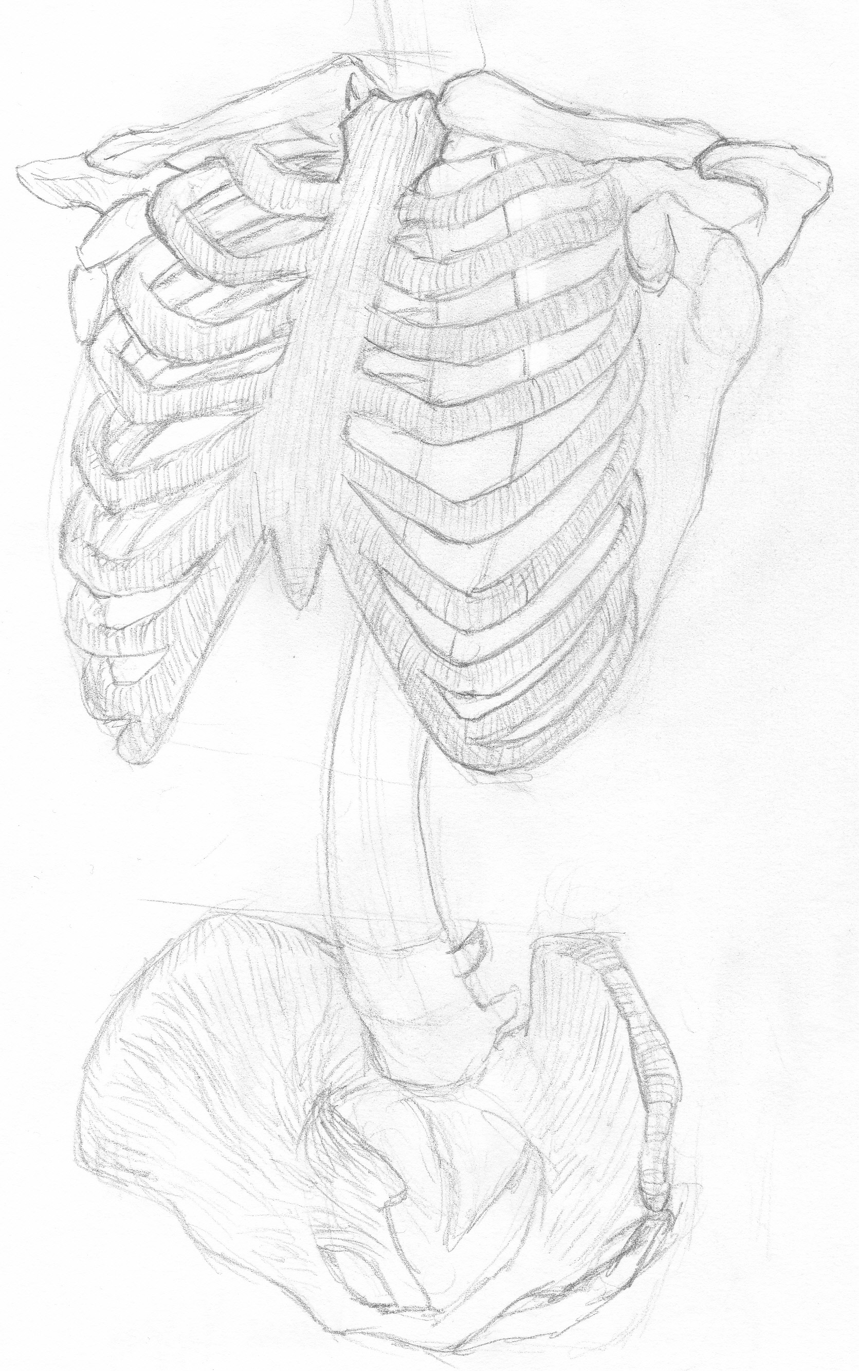 1671x2665 Lungs Drawing Rib Cage For Free Download - Rib Cage Drawing