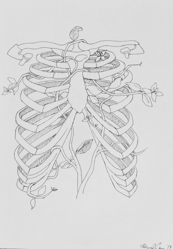 570x822 Rib Cage Line Drawing Etsy - Rib Cage Drawing